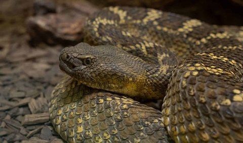 7. Snake of the genus Derik
