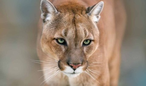 4. Cougar