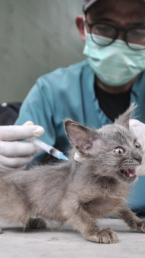 40 Persen Kucing dan Anjing di Indonesia Sudah Vaksinasi Rabies