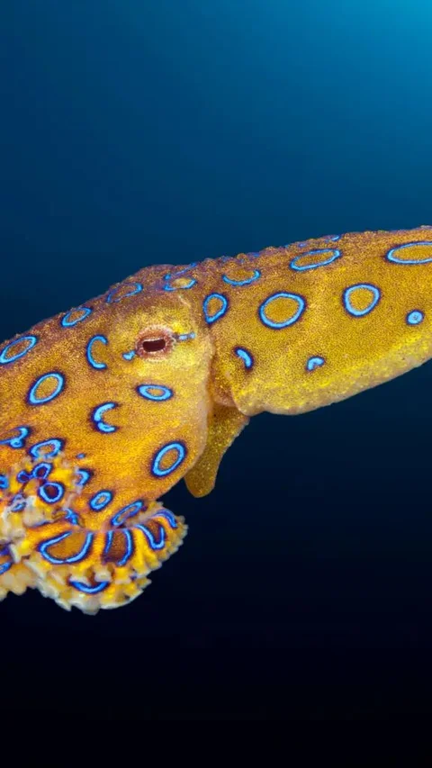 Beautiful Blue-Ringed Octopus, But Becomes One of the Most Poisonous Animals on Earth