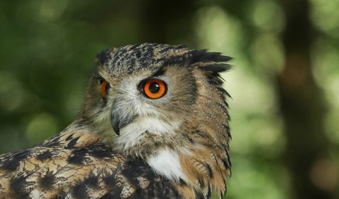 3. Owl