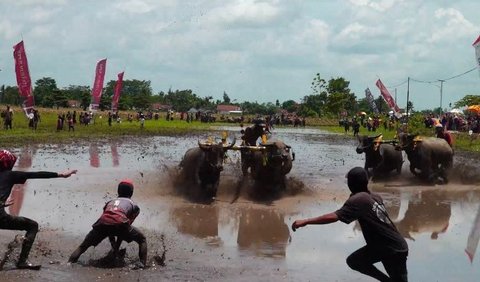 Keseruan balapan kerbau atau karapan kerbau di lahan pertanian Desa Dawuhan Wetan, Kecamatan Rowokangkung.<br>