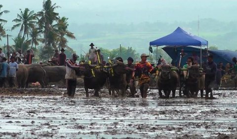 Dalam karapan kerbau, dua pasang kerbau melaju di lintasan lumpur sepanjang 200 meter, berlomba untuk mencapai garis finis terlebih dahulu.