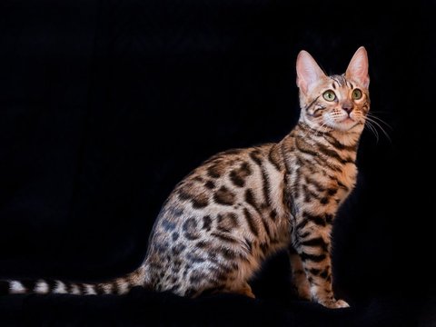 Cara Merawat Kucing Bengal