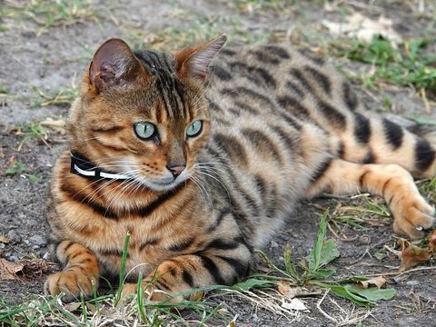 Karakteristik Kucing Bengal