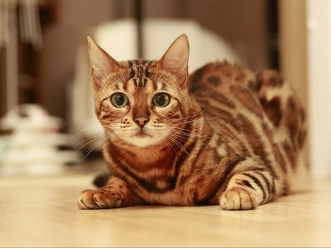 Asal-usul Kucing Bengal