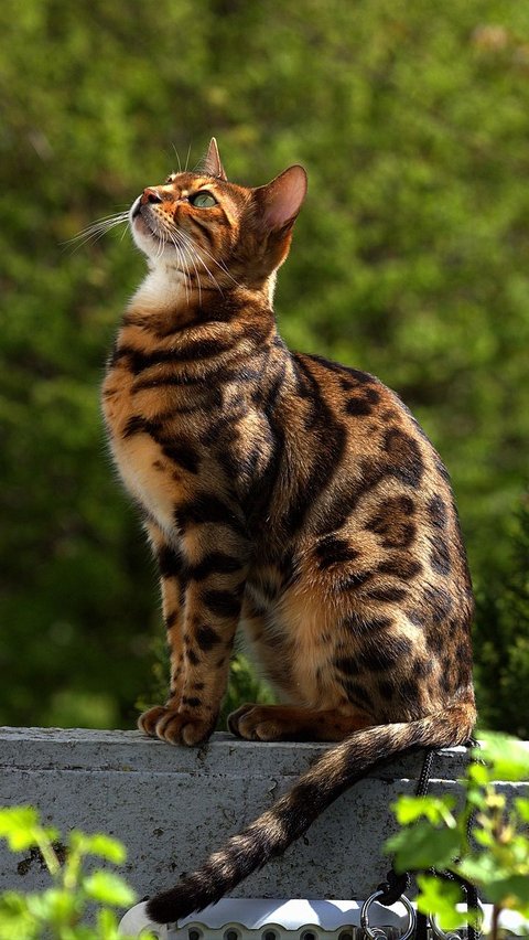 Jenis Kucing Bengal dan Karakteristiknya, Tubuh Panjang hingga Corak Unik