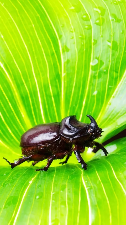 Bukan Kumbang Hercules, Ternyata Inilah Kumbang Terkuat di Dunia