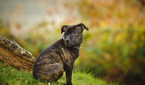 1. Staffordshire Bull Terrier