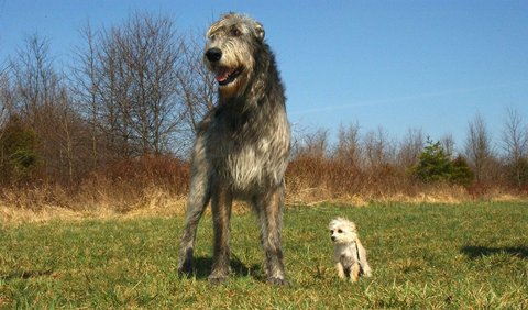 4. Irish Wolfhound