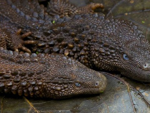 Only Found in Kalimantan, Here is the Animal that Looks Like a Dragon