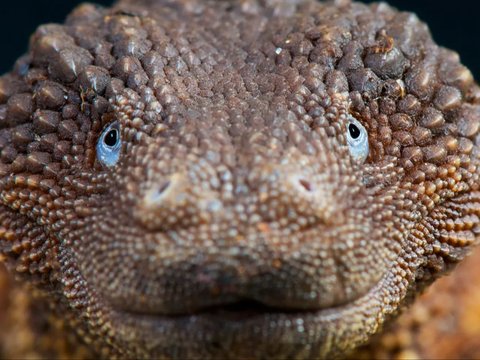 Only Found in Kalimantan, Here is the Animal that Looks Like a Dragon