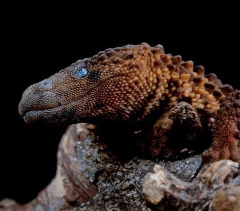 Menurut The IUCN Red List of Threatened Species, Biawak Tanpa Telinga adalah hewan endemik di Kalimantan. Kini keberadaannya terancam oleh dua faktor utama, yaitu penebangan hutan yang merusak habitatnya dan perdagangan ilegal sebagai hewan peliharaan.