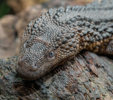 Only Found in Kalimantan, Here is the Animal that Looks Like a Dragon