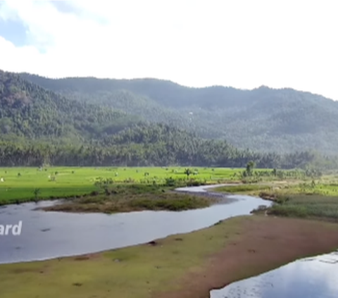 Pantai Unik di Trenggalek Ini Indah Banget, Ada Muara Sungai & Lembah yang Dikelilingi Kerbau