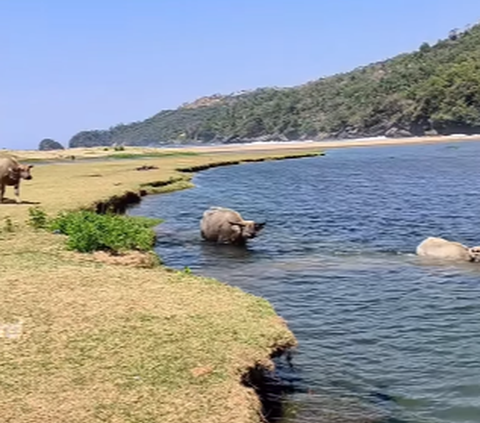 Pantai Unik di Trenggalek Ini Indah Banget, Ada Muara Sungai & Lembah yang Dikelilingi Kerbau