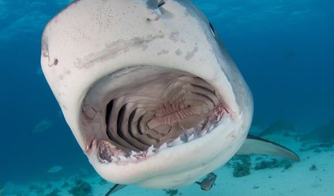 2. Tiger Shark