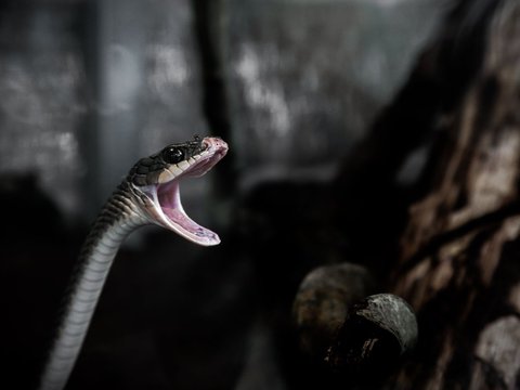 13 Meaning of Holding a Scary Black Snake Dream, A Sign of Major Problems?