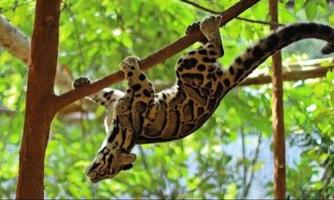 Clouded Leopard, Ras Kucing yang Punya Gigi Bak Pedang dan Bisa Bergelantungan di Pohon