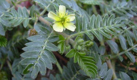 3. Tribulus<br>