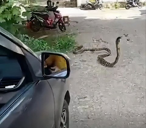 Moment Car Driver Panics Being Confronted by King Cobra in the Middle of the Road, Instead Invited to Joke by Residents: 'Calm Down, It's Just a Snake, Not the Angel of Death'