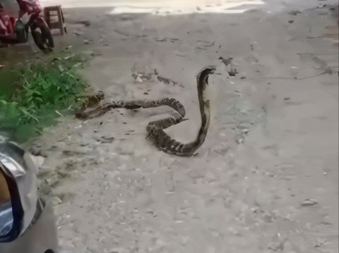 Moment Car Driver Panics Being Confronted by King Cobra in the Middle of the Road, Instead Invited to Joke by Residents: 'Calm Down, It's Just a Snake, Not the Angel of Death'