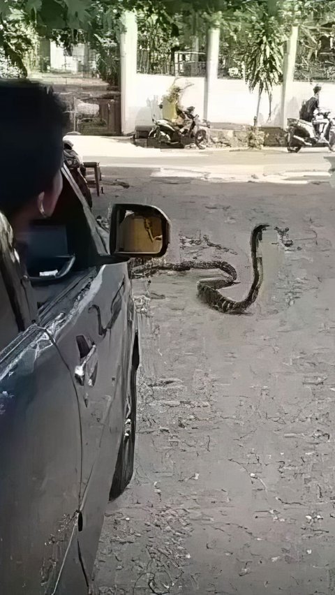 Viral Moment of Panicked and Fearful Car Driver Being Intercepted by King Cobra in the Middle of the Road