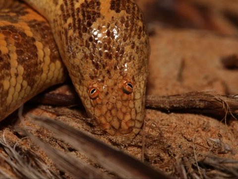 Not Scary, This Arabian Sand Boa Might Be the Cutest Snake in the World