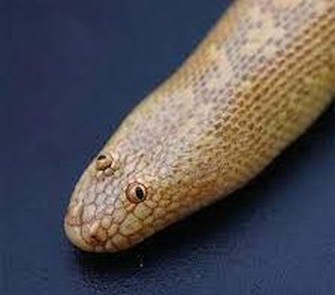 Not Scary, This Arabian Sand Boa Might Be the Cutest Snake in the World