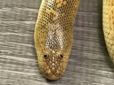 Not Scary, This Arabian Sand Boa Might Be the Cutest Snake in the World