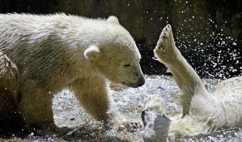 2. Beruang Kutub
