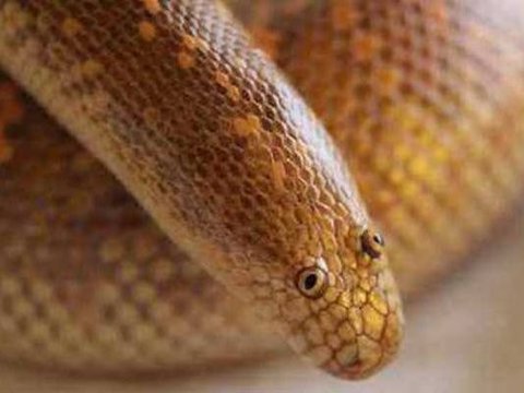 Not Scary, This Arabian Sand Boa Might Be the Cutest Snake in the World