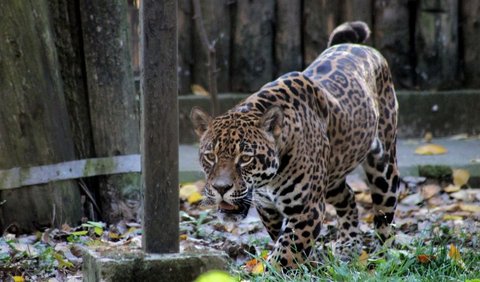 3. Jaguar