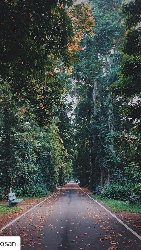 Berikut rekomendasi wisata di Bogor yang cocok untuk libur Nataru: