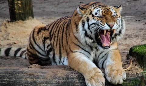 6. Harimau