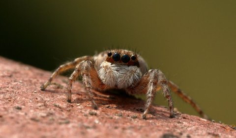7. Spider