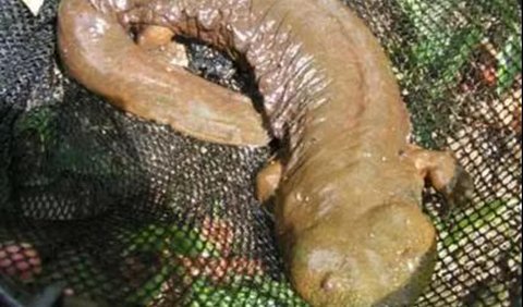 9. Salamander Hellbender