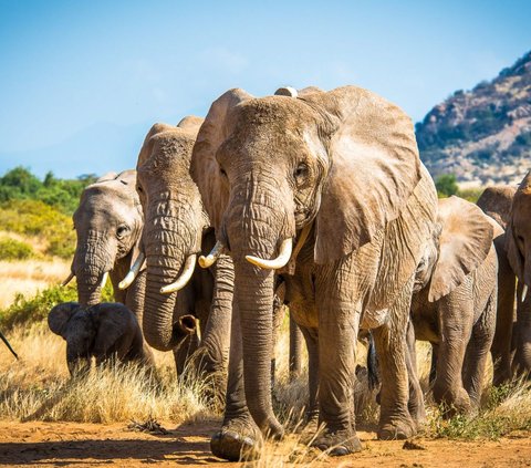 Ilmuwan Sebut Sebenarnya Masing-Masing Gajah Punya Nama untuk Saling Berkomunikasi