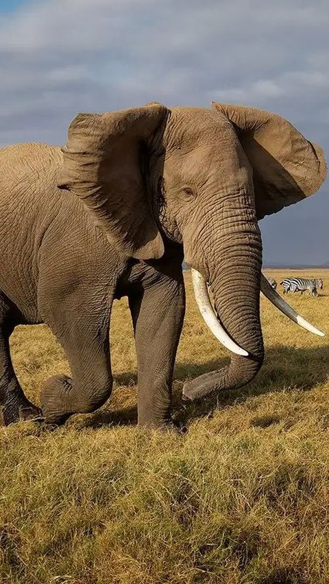 Scientists Say Actually Each Elephant Has a Name to Communicate with Each Other