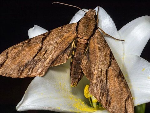 The Excitement Over the Discovery of the Long-Tongued Insect, an Animal Predicted by Charles Darwin