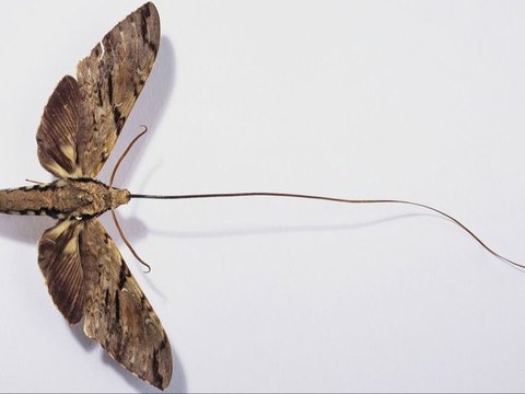 The Excitement Over the Discovery of the Long-Tongued Insect, an Animal Predicted by Charles Darwin