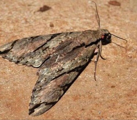 The Excitement Over the Discovery of the Long-Tongued Insect, an Animal Predicted by Charles Darwin