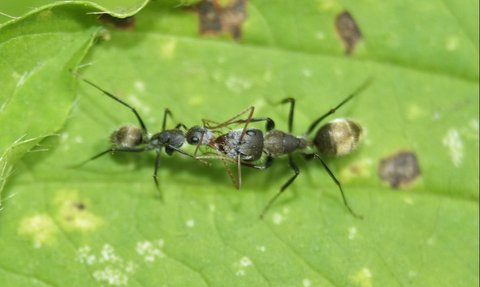 Why are there so many poisonous animals in Australia? Here's the reason