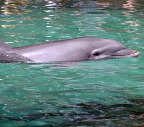 Unlike Other Animals, Dolphins Actually Have a 7th Sense