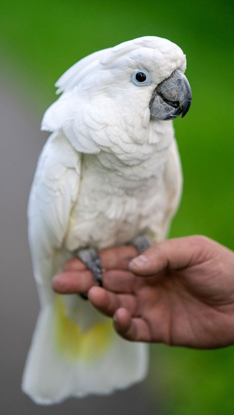 Lost for 4 years, When Returning This Cockatoo Speaks Fluent Spanish