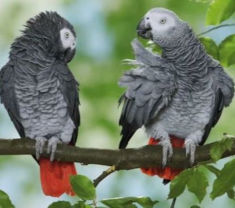 Missing for 4 Years, When It Returned This Parrot Speaks Fluent Spanish