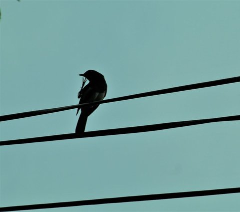 Mengapa Burung Tak Kesetrum saat Nangkring di Kabel Listrik?