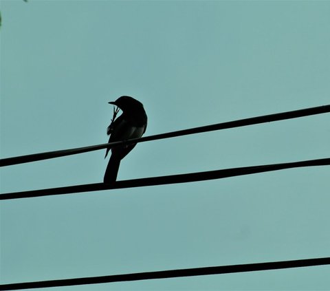 Why Birds Don't Get Electrocuted While Perched on Power Lines?