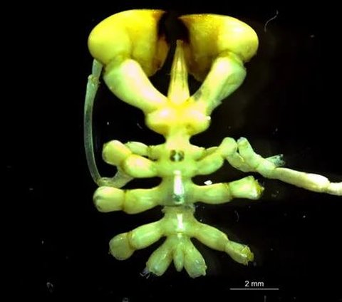 New Discovery of Unique Animal, Antarctic Sea Spider with 'Boxing Glove' Claws