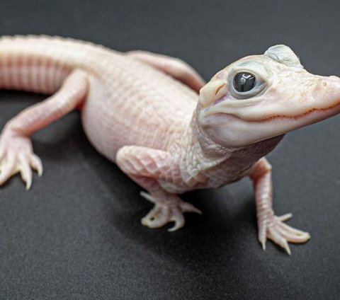 Results of the Experiment on the Pink White Crocodile with Blue Eyes, the Rarest Leucistic Animal Today